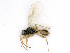  ( - BC-ZSM-HYM-24118-A08)  @12 [ ] CreativeCommons - Attribution Non-Commercial Share-Alike (2016) SNSB, Staatliche Naturwissenschaftliche Sammlungen Bayerns ZSM (SNSB, Zoologische Staatssammlung Muenchen)