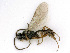  ( - BC-ZSM-HYM-24118-B02)  @13 [ ] CreativeCommons - Attribution Non-Commercial Share-Alike (2016) SNSB, Staatliche Naturwissenschaftliche Sammlungen Bayerns ZSM (SNSB, Zoologische Staatssammlung Muenchen)