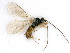  ( - BC-ZSM-HYM-24118-B12)  @11 [ ] by-nc-sa (2020) SNSB, Staatliche Naturwissenschaftliche Sammlungen Bayerns SNSB, Zoologische Staatssammlung Muenchen