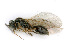  (Pantoclis VC007 - BC-ZSM-HYM-24118-C06)  @13 [ ] CreativeCommons - Attribution Non-Commercial Share-Alike (2016) SNSB, Staatliche Naturwissenschaftliche Sammlungen Bayerns ZSM (SNSB, Zoologische Staatssammlung Muenchen)