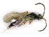  (Pantoclis VC037 - BC-ZSM-HYM-24118-D02)  @12 [ ] CreativeCommons - Attribution Non-Commercial Share-Alike (2016) SNSB, Staatliche Naturwissenschaftliche Sammlungen Bayerns ZSM (SNSB, Zoologische Staatssammlung Muenchen)