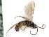  ( - BC-ZSM-HYM-24118-D04)  @13 [ ] CreativeCommons - Attribution Non-Commercial Share-Alike (2016) SNSB, Staatliche Naturwissenschaftliche Sammlungen Bayerns ZSM (SNSB, Zoologische Staatssammlung Muenchen)