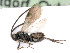  ( - BC-ZSM-HYM-24118-D11)  @11 [ ] by-nc-sa (2020) SNSB, Staatliche Naturwissenschaftliche Sammlungen Bayerns SNSB, Zoologische Staatssammlung Muenchen
