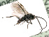  ( - BC-ZSM-HYM-24118-D12)  @12 [ ] CreativeCommons - Attribution Non-Commercial Share-Alike (2016) SNSB, Staatliche Naturwissenschaftliche Sammlungen Bayerns ZSM (SNSB, Zoologische Staatssammlung Muenchen)