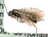  ( - BC-ZSM-HYM-24118-E04)  @11 [ ] by-nc-sa (2020) SNSB, Staatliche Naturwissenschaftliche Sammlungen Bayerns SNSB, Zoologische Staatssammlung Muenchen
