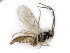  ( - BC-ZSM-HYM-24119-E02)  @13 [ ] CreativeCommons - Attribution Non-Commercial Share-Alike (2016) SNSB, Staatliche Naturwissenschaftliche Sammlungen Bayerns ZSM (SNSB, Zoologische Staatssammlung Muenchen)