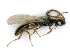  ( - BC-ZSM-HYM-24119-E03)  @13 [ ] CreativeCommons - Attribution Non-Commercial Share-Alike (2016) SNSB, Staatliche Naturwissenschaftliche Sammlungen Bayerns ZSM (SNSB, Zoologische Staatssammlung Muenchen)
