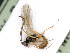  ( - BC-ZSM-HYM-24119-E11)  @11 [ ] by-nc-sa (2020) SNSB, Staatliche Naturwissenschaftliche Sammlungen Bayerns SNSB, Zoologische Staatssammlung Muenchen
