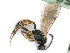  ( - BC-ZSM-HYM-24119-F10)  @11 [ ] by-nc-sa (2020) SNSB, Staatliche Naturwissenschaftliche Sammlungen Bayerns SNSB, Zoologische Staatssammlung Muenchen