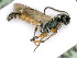  ( - BC-ZSM-HYM-24119-G02)  @12 [ ] CreativeCommons - Attribution Non-Commercial Share-Alike (2016) SNSB, Staatliche Naturwissenschaftliche Sammlungen Bayerns ZSM (SNSB, Zoologische Staatssammlung Muenchen)