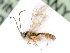  ( - BC-ZSM-HYM-24119-H10)  @12 [ ] CreativeCommons - Attribution Non-Commercial Share-Alike (2016) SNSB, Staatliche Naturwissenschaftliche Sammlungen Bayerns ZSM (SNSB, Zoologische Staatssammlung Muenchen)