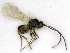 ( - BC-ZSM-HYM-24120-A12)  @11 [ ] CreativeCommons - Attribution Non-Commercial Share-Alike (2016) SNSB, Staatliche Naturwissenschaftliche Sammlungen Bayerns ZSM (SNSB, Zoologische Staatssammlung Muenchen)