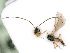  ( - BC-ZSM-HYM-24121-B03)  @12 [ ] CreativeCommons - Attribution Non-Commercial Share-Alike (2016) SNSB, Staatliche Naturwissenschaftliche Sammlungen Bayerns ZSM (SNSB, Zoologische Staatssammlung Muenchen)