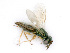  ( - BC-ZSM-HYM-24121-B10)  @13 [ ] CreativeCommons - Attribution Non-Commercial Share-Alike (2016) SNSB, Staatliche Naturwissenschaftliche Sammlungen Bayerns ZSM (SNSB, Zoologische Staatssammlung Muenchen)