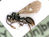  ( - BC-ZSM-HYM-24121-E04)  @13 [ ] CreativeCommons - Attribution Non-Commercial Share-Alike (2016) SNSB, Staatliche Naturwissenschaftliche Sammlungen Bayerns ZSM (SNSB, Zoologische Staatssammlung Muenchen)