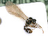  ( - BC-ZSM-HYM-24121-E05)  @13 [ ] CreativeCommons - Attribution Non-Commercial Share-Alike (2016) SNSB, Staatliche Naturwissenschaftliche Sammlungen Bayerns ZSM (SNSB, Zoologische Staatssammlung Muenchen)