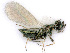  ( - BC-ZSM-HYM-24122-F09)  @14 [ ] CreativeCommons - Attribution Non-Commercial Share-Alike (2016) SNSB, Staatliche Naturwissenschaftliche Sammlungen Bayerns ZSM (SNSB, Zoologische Staatssammlung Muenchen)