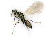  ( - BC-ZSM-HYM-24122-G03)  @14 [ ] CreativeCommons - Attribution Non-Commercial Share-Alike (2016) SNSB, Staatliche Naturwissenschaftliche Sammlungen Bayerns ZSM (SNSB, Zoologische Staatssammlung Muenchen)