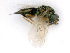  ( - BC-ZSM-HYM-24122-G12)  @13 [ ] CreativeCommons - Attribution Non-Commercial Share-Alike (2016) SNSB, Staatliche Naturwissenschaftliche Sammlungen Bayerns ZSM (SNSB, Zoologische Staatssammlung Muenchen)