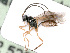  ( - BC-ZSM-HYM-24123-E07)  @13 [ ] CreativeCommons - Attribution Non-Commercial Share-Alike (2016) SNSB, Staatliche Naturwissenschaftliche Sammlungen Bayerns ZSM (SNSB, Zoologische Staatssammlung Muenchen)