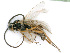  ( - BC-ZSM-HYM-24123-E09)  @13 [ ] CreativeCommons - Attribution Non-Commercial Share-Alike (2016) SNSB, Staatliche Naturwissenschaftliche Sammlungen Bayerns ZSM (SNSB, Zoologische Staatssammlung Muenchen)