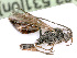  ( - BC-ZSM-HYM-24123-F08)  @12 [ ] CreativeCommons - Attribution Non-Commercial Share-Alike (2016) SNSB, Staatliche Naturwissenschaftliche Sammlungen Bayerns ZSM (SNSB, Zoologische Staatssammlung Muenchen)