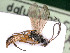  ( - BC-ZSM-HYM-24123-G09)  @11 [ ] by-nc-sa (2020) SNSB, Staatliche Naturwissenschaftliche Sammlungen Bayerns SNSB, Zoologische Staatssammlung Muenchen
