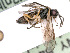  ( - BC-ZSM-HYM-24123-H05)  @12 [ ] CreativeCommons - Attribution Non-Commercial Share-Alike (2016) SNSB, Staatliche Naturwissenschaftliche Sammlungen Bayerns ZSM (SNSB, Zoologische Staatssammlung Muenchen)