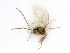 ( - BC-ZSM-HYM-24124-H01)  @12 [ ] CreativeCommons - Attribution Non-Commercial Share-Alike (2016) SNSB, Staatliche Naturwissenschaftliche Sammlungen Bayerns ZSM (SNSB, Zoologische Staatssammlung Muenchen)