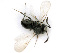  ( - BC-ZSM-HYM-24125-E07)  @12 [ ] CreativeCommons - Attribution Non-Commercial Share-Alike (2016) SNSB, Staatliche Naturwissenschaftliche Sammlungen Bayerns ZSM (SNSB, Zoologische Staatssammlung Muenchen)