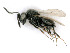  (Trissolcus belenus - BC-ZSM-HYM-24125-H02)  @15 [ ] by-nc-sa (2020) SNSB, Staatliche Naturwissenschaftliche Sammlungen Bayerns SNSB, Zoologische Staatssammlung Muenchen