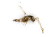  ( - BC-ZSM-HYM-24125-H03)  @12 [ ] CreativeCommons - Attribution Non-Commercial Share-Alike (2016) SNSB, Staatliche Naturwissenschaftliche Sammlungen Bayerns ZSM (SNSB, Zoologische Staatssammlung Muenchen)