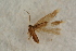  ( - BC ZSM Lep 100101)  @12 [ ] CreativeCommons - Attribution Non-Commercial Share-Alike (2015) Unspecified SNSB, Zoologische Staatssammlung Muenchen