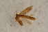  ( - BC ZSM Lep 100102)  @12 [ ] CreativeCommons - Attribution Non-Commercial Share-Alike (2015) Unspecified SNSB, Zoologische Staatssammlung Muenchen