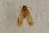  ( - BC ZSM Lep 100103)  @12 [ ] CreativeCommons - Attribution Non-Commercial Share-Alike (2015) Unspecified SNSB, Zoologische Staatssammlung Muenchen