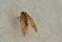  ( - BC ZSM Lep 100126)  @12 [ ] CreativeCommons - Attribution Non-Commercial Share-Alike (2015) Unspecified SNSB, Zoologische Staatssammlung Muenchen