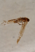  ( - BC ZSM Lep 100139)  @12 [ ] CreativeCommons - Attribution Non-Commercial Share-Alike (2015) Unspecified SNSB, Zoologische Staatssammlung Muenchen