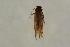  ( - BC ZSM Lep 100154)  @12 [ ] CreativeCommons - Attribution Non-Commercial Share-Alike (2015) Unspecified SNSB, Zoologische Staatssammlung Muenchen