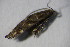  ( - BC ZSM Lep 100205)  @12 [ ] CreativeCommons - Attribution Non-Commercial Share-Alike (2015) Unspecified SNSB, Zoologische Staatssammlung Muenchen
