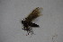  (Lampronia splendidella - BC ZSM Lep 100258)  @12 [ ] CreativeCommons - Attribution Non-Commercial Share-Alike (2015) Unspecified SNSB, Zoologische Staatssammlung Muenchen