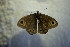  ( - BC ZSM Lep 86484)  @12 [ ] CreativeCommons - Attribution Non-Commercial Share-Alike (2015) Unspecified SNSB, Zoologische Staatssammlung Muenchen