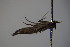  ( - BC ZSM Lep 86658)  @12 [ ] CreativeCommons - Attribution Non-Commercial Share-Alike (2015) Unspecified SNSB, Zoologische Staatssammlung Muenchen