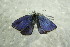  (Plebejus orbitulus - BC ZSM Lep 86802)  @12 [ ] CreativeCommons - Attribution Non-Commercial Share-Alike (2015) Unspecified SNSB, Zoologische Staatssammlung Muenchen