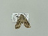 ( - BC ZSM Lep 87558)  @12 [ ] CreativeCommons - Attribution Non-Commercial Share-Alike (2015) Unspecified SNSB, Zoologische Staatssammlung Muenchen