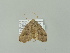  ( - BC ZSM Lep 87595)  @11 [ ] CreativeCommons - Attribution Non-Commercial Share-Alike (2015) Unspecified SNSB, Zoologische Staatssammlung Muenchen