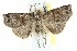 ( - BIOUG00797-B01)  @14 [ ] CreativeCommons - Attribution (2011) CBG Photography Group Centre for Biodiversity Genomics