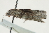  ( - BIOUG00797-D11)  @13 [ ] CreativeCommons - Attribution (2011) CBG Photography Group Centre for Biodiversity Genomics