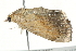  ( - BIOUG00797-H01)  @12 [ ] CreativeCommons - Attribution (2011) CBG Photography Group Centre for Biodiversity Genomics