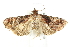  ( - BIOUG00797-H10)  @13 [ ] CreativeCommons - Attribution (2011) CBG Photography Group Centre for Biodiversity Genomics
