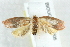  ( - BIOUG00798-B05)  @13 [ ] CreativeCommons - Attribution (2011) CBG Photography Group Centre for Biodiversity Genomics